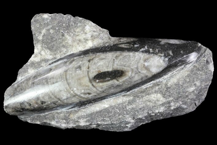 Polished Orthoceras (Cephalopod) Fossils - Morocco #84061